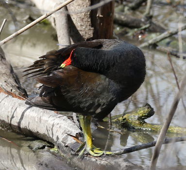 Common Gallinule - ML28292561