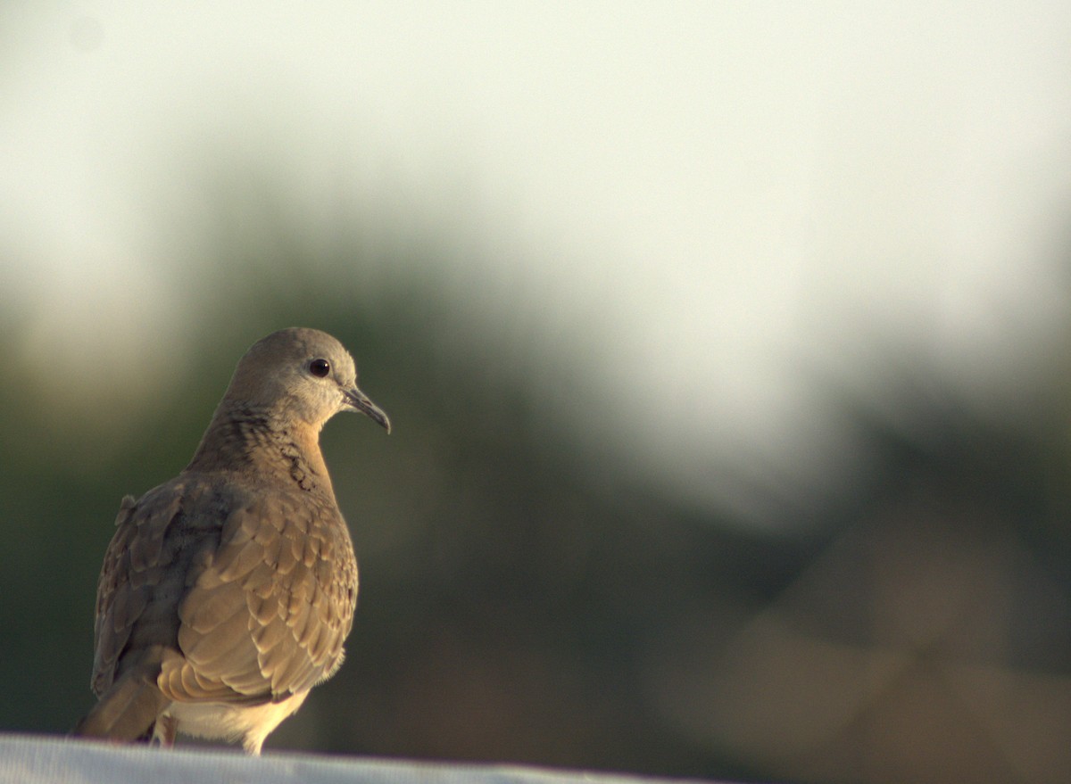 Spotted Dove - ML282925811