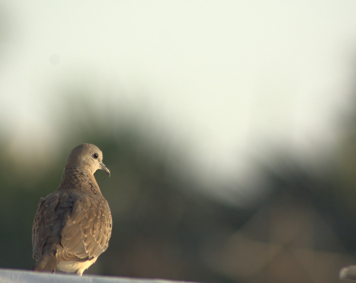 Spotted Dove - ML282925921