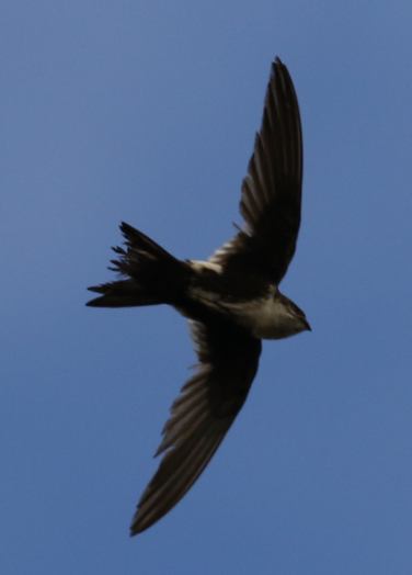 White-throated Swift - ML28292611