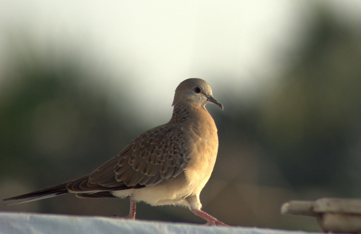 珠頸斑鳩 - ML282926151