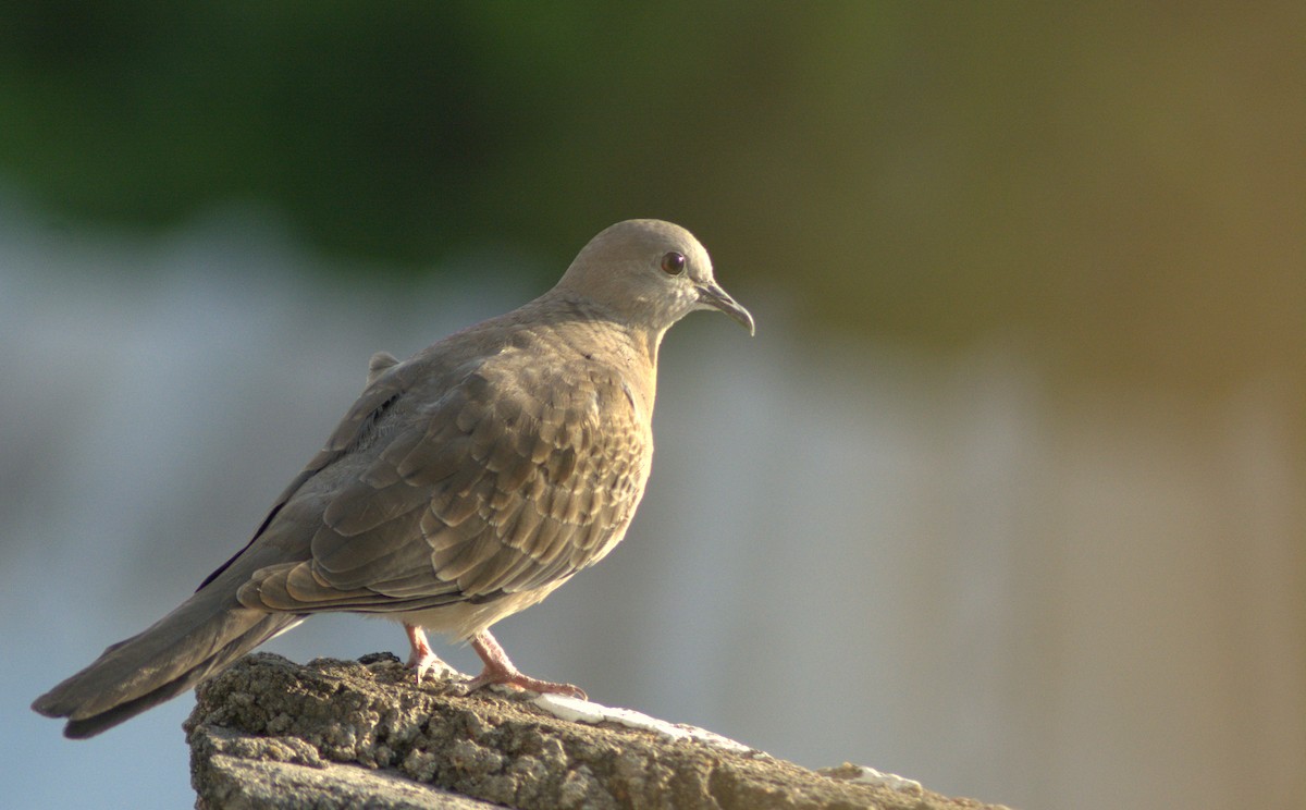 Spotted Dove - ML282926291