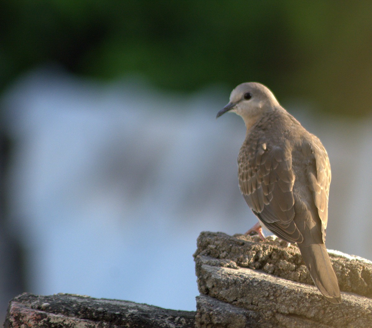 Spotted Dove - ML282926301