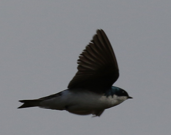 Tree Swallow - ML28292631