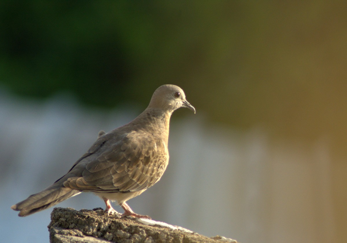 Spotted Dove - ML282926341