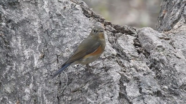 Red-flanked/Himalayan Bluetail - ML282927161