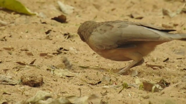 Large Gray Babbler - ML282927191