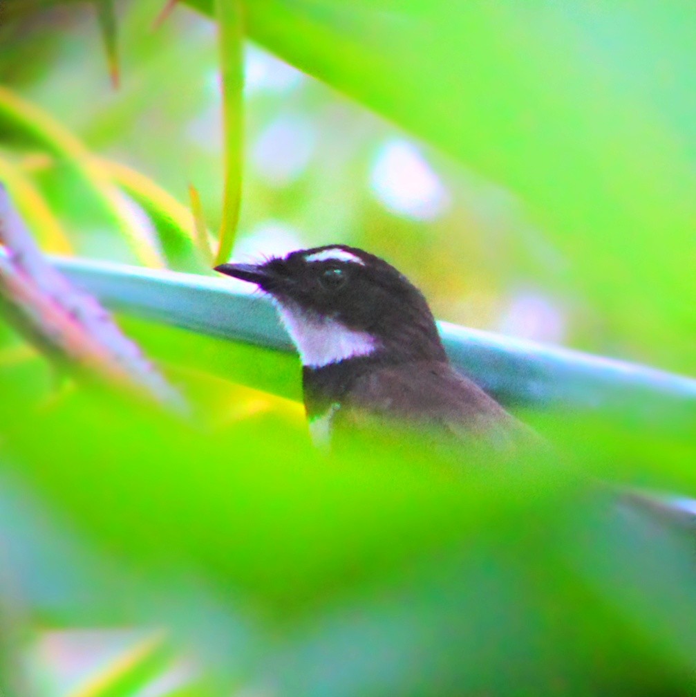 Philippine Pied-Fantail - ML282927561