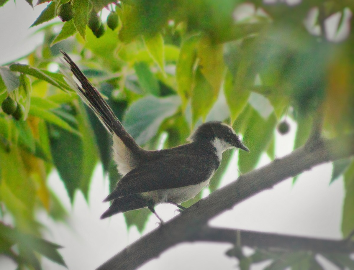 Philippine Pied-Fantail - ML282927671