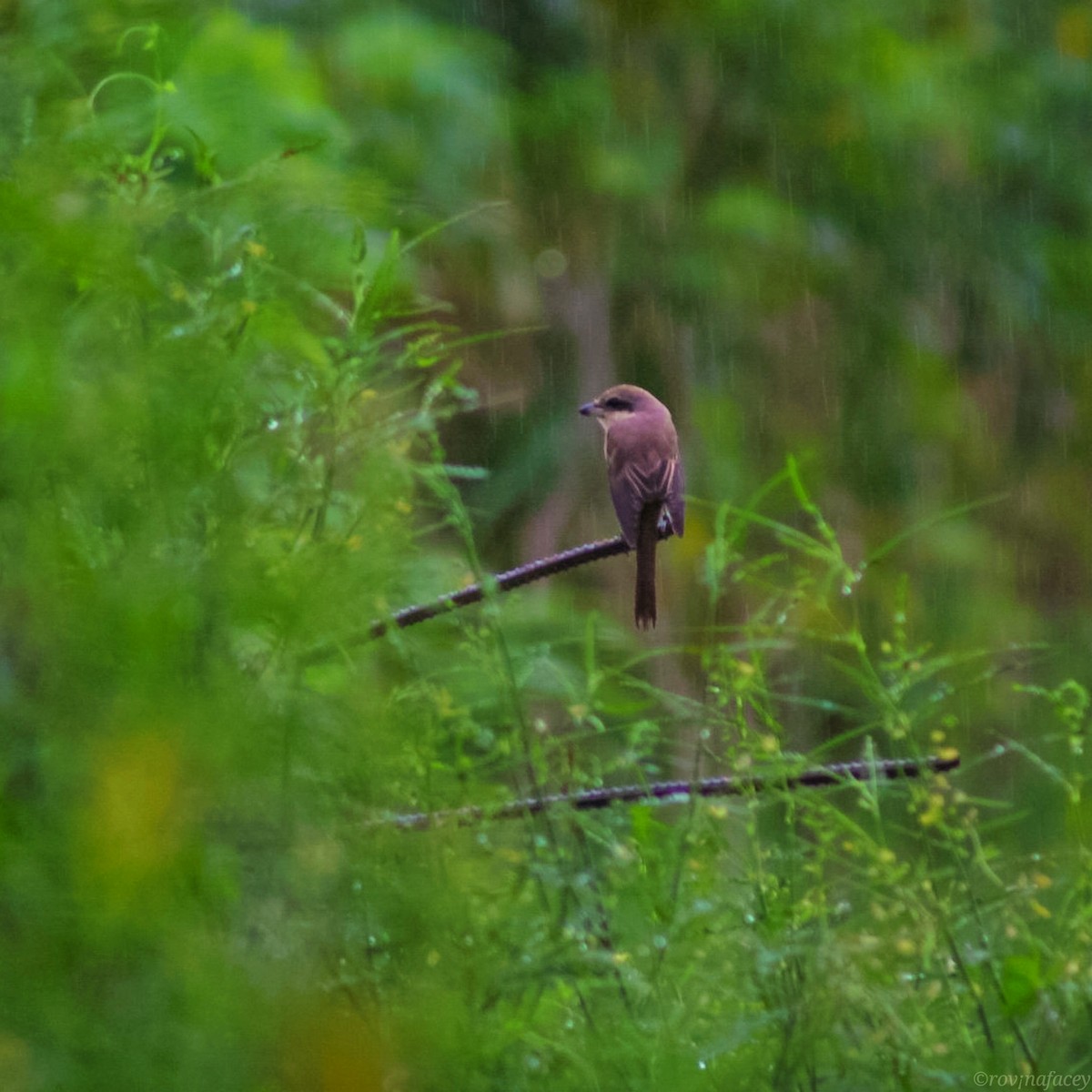 Brown Shrike - ML282927741