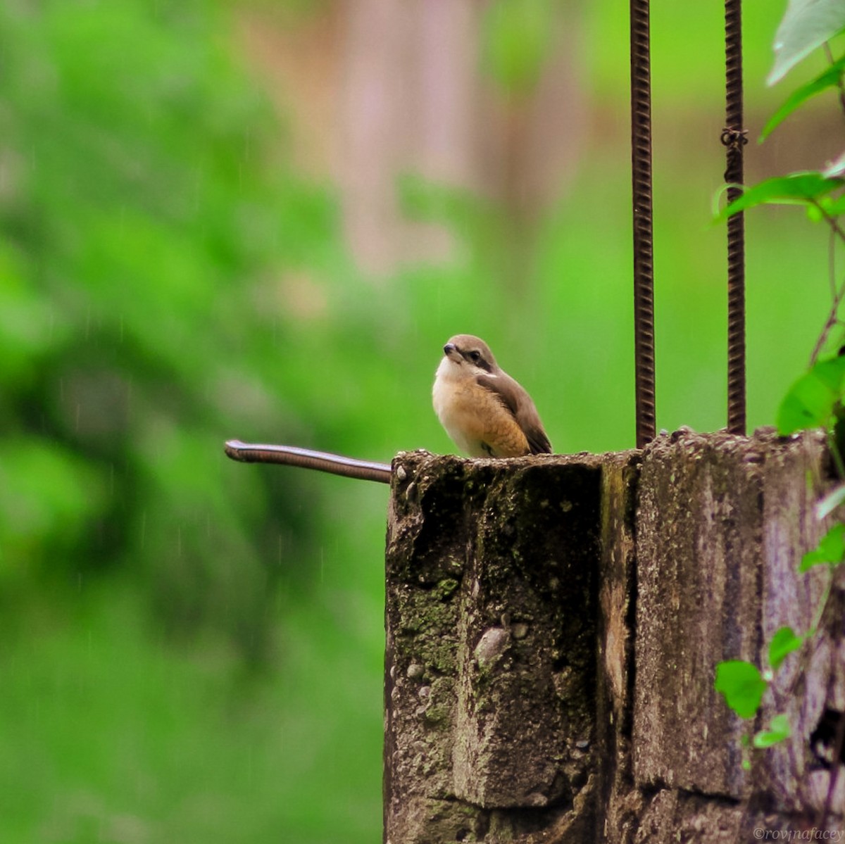 Brown Shrike - ML282927751