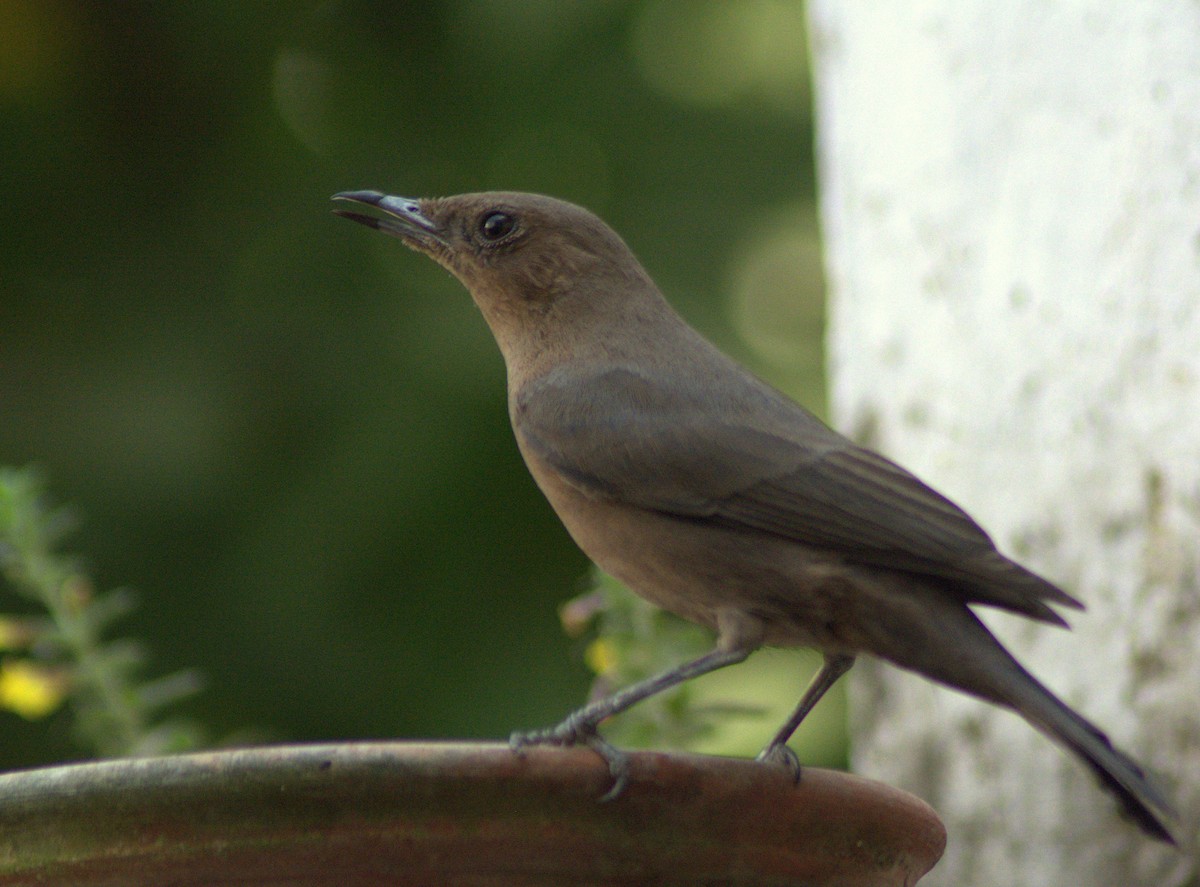 Brown Rock Chat - ML282927921