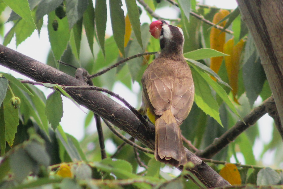 Yellow-vented Bulbul - ML282928511