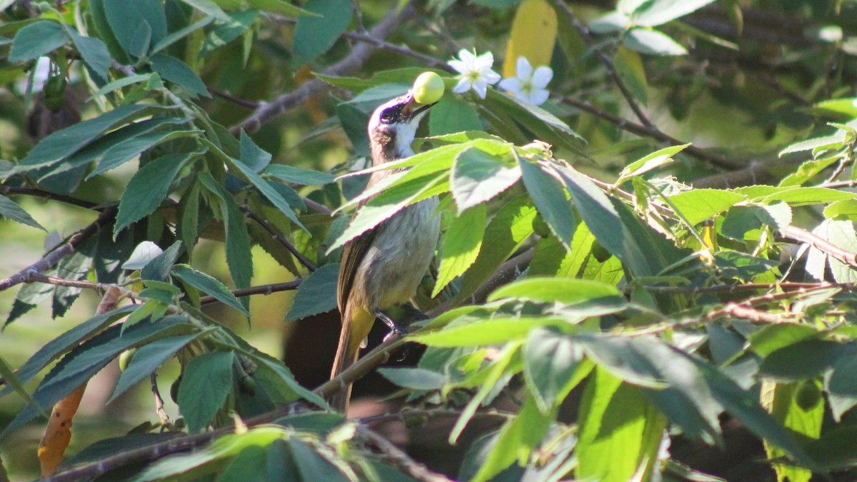 Yellow-vented Bulbul - ML282928941