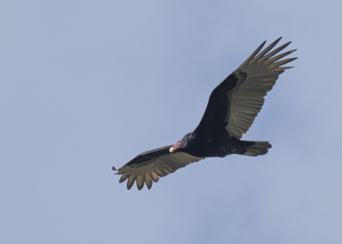 Turkey Vulture - ML282929731