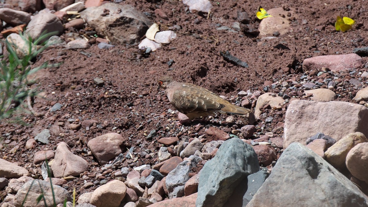 Bare-faced Ground Dove - Paul Tavares