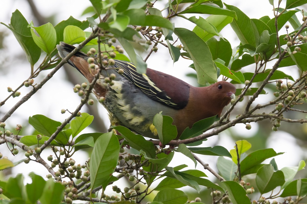 Cinnamon-headed Green-Pigeon - Mike Hooper