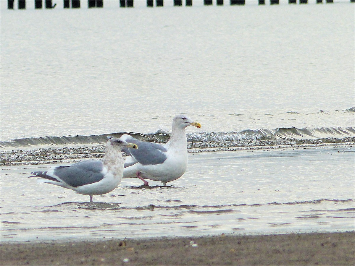 Glaucous-winged Gull - ML282930561