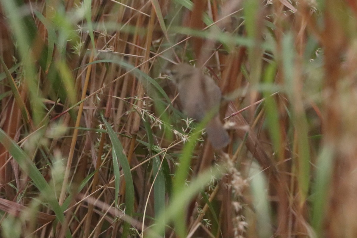 Booted Warbler - ML282930791