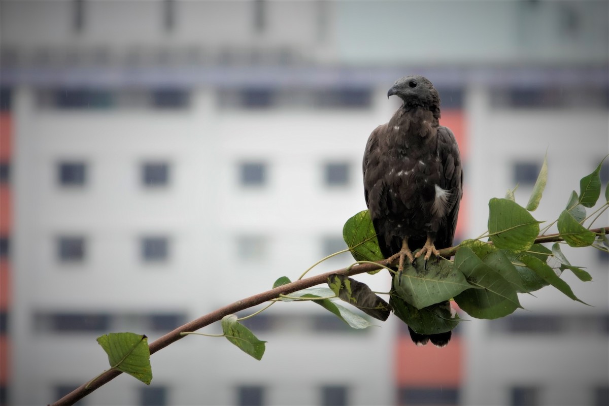 Oriental Honey-buzzard - S Rama Chandran