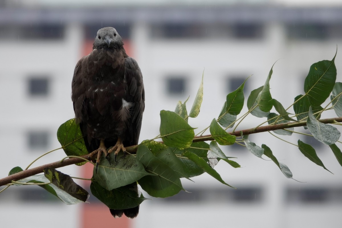 Oriental Honey-buzzard - S Rama Chandran