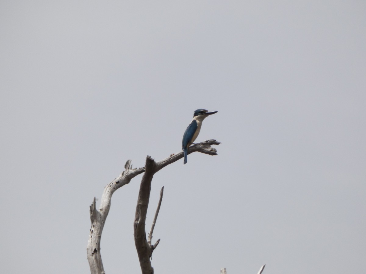 Sacred Kingfisher - ML282933651