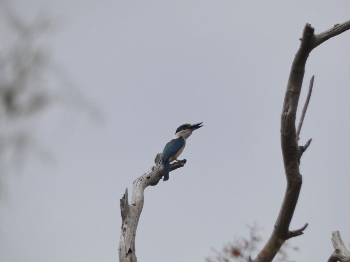 Sacred Kingfisher - ML282933681