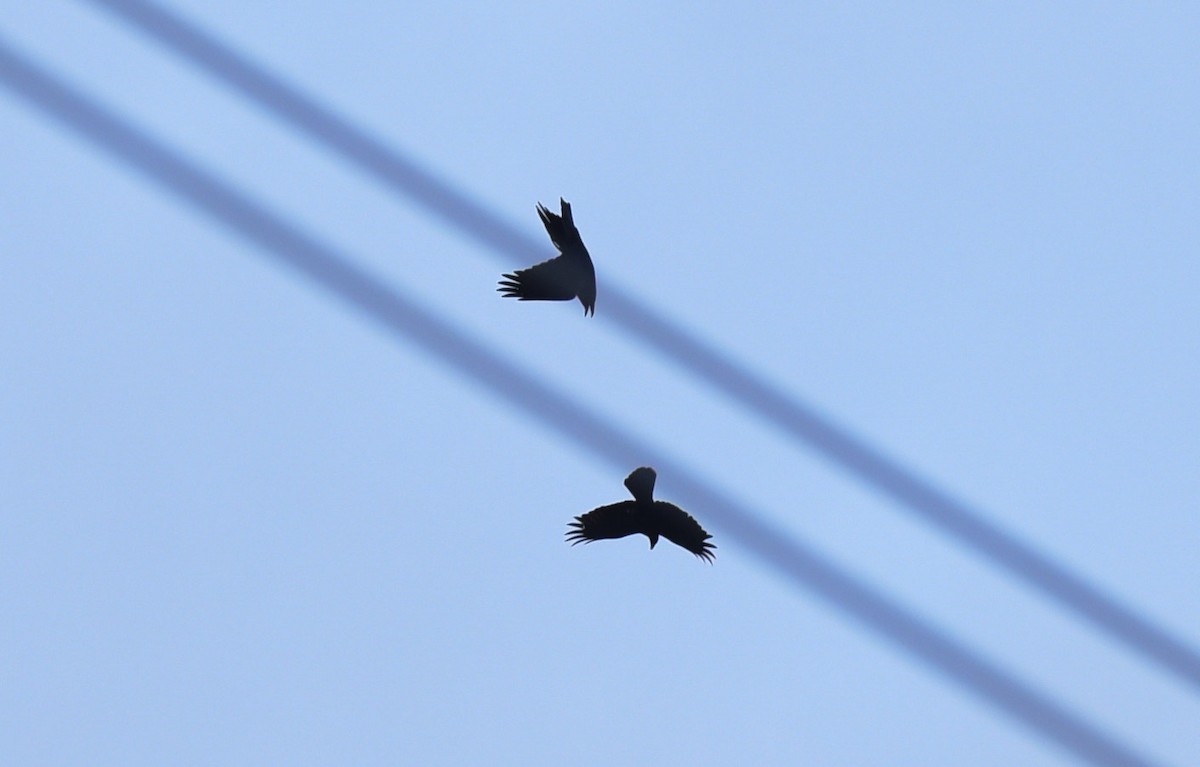 American Crow - ML282934531