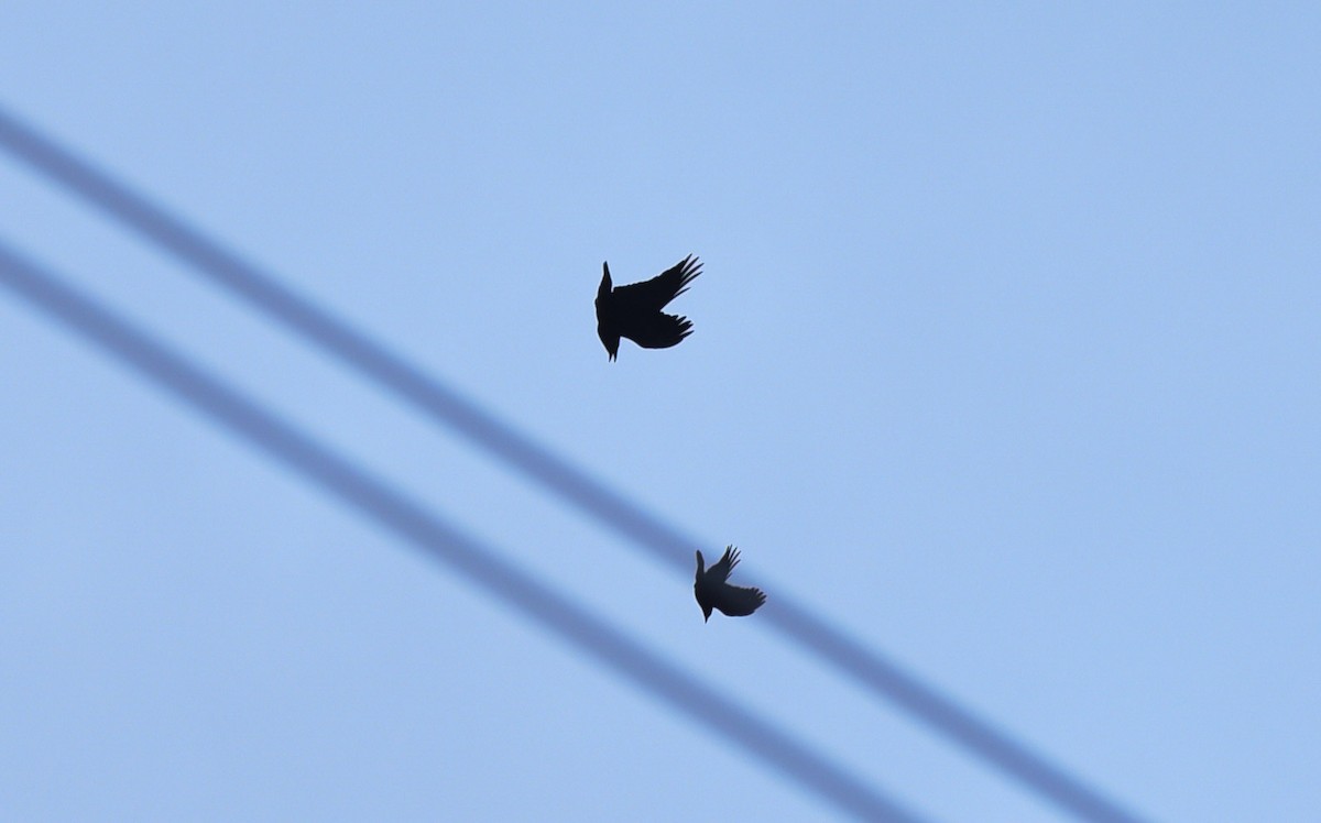American Crow - ML282934541