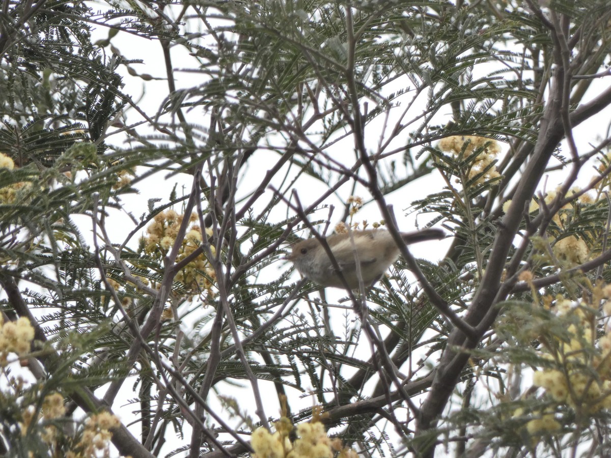 Brown Thornbill - ML282934901