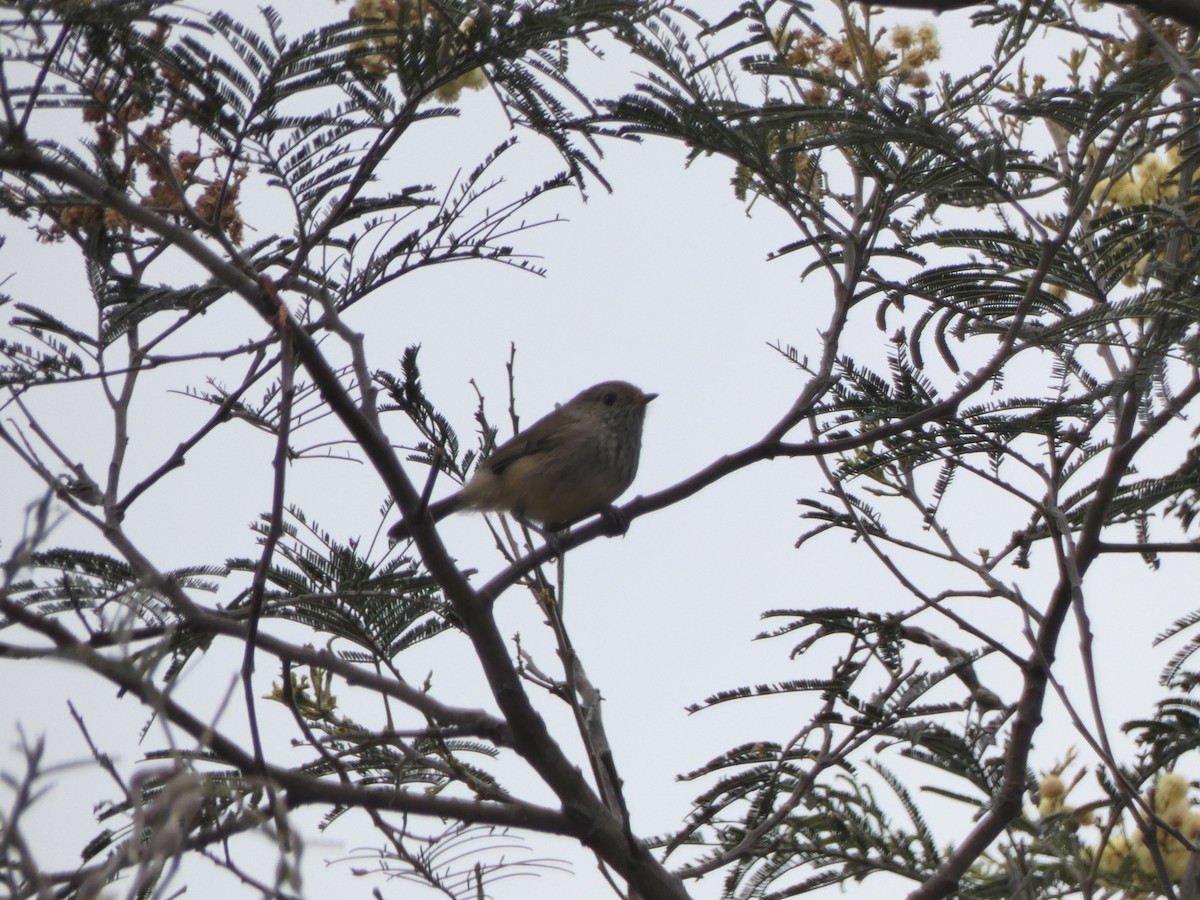 Brown Thornbill - ML282934921