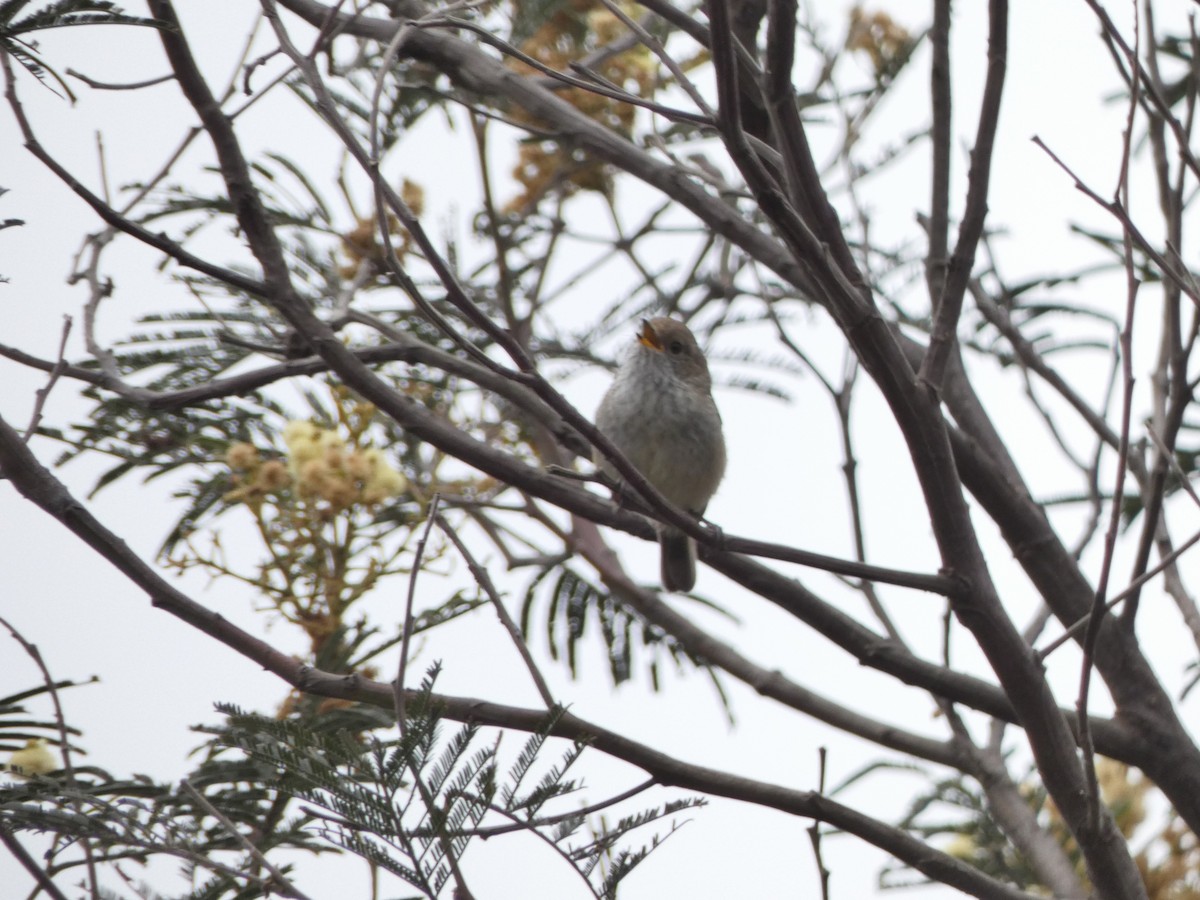 Brown Thornbill - ML282935031