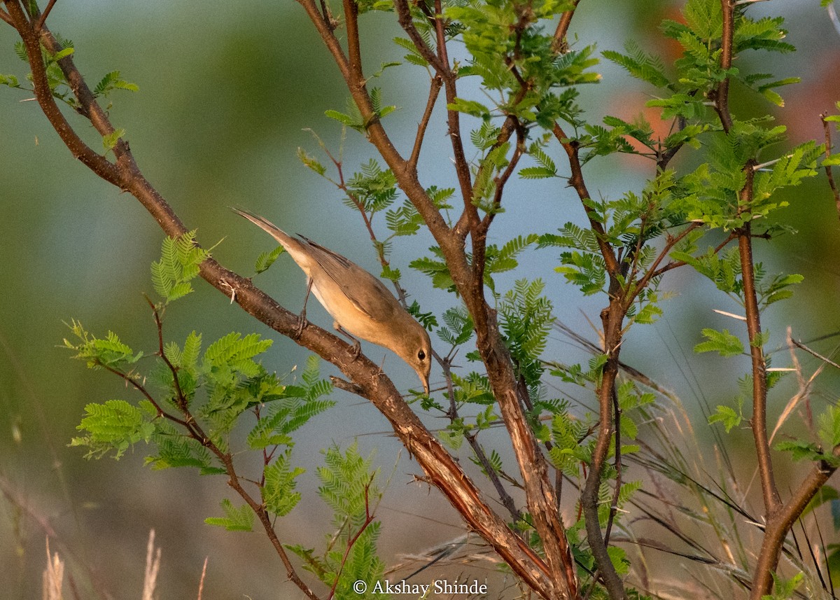 Sykes's Warbler - Akshay Shinde