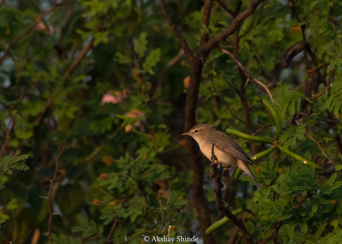 Sykes's Warbler - ML282937131