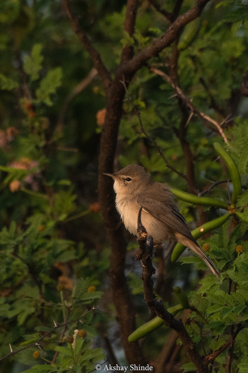 Sykes's Warbler - ML282937171