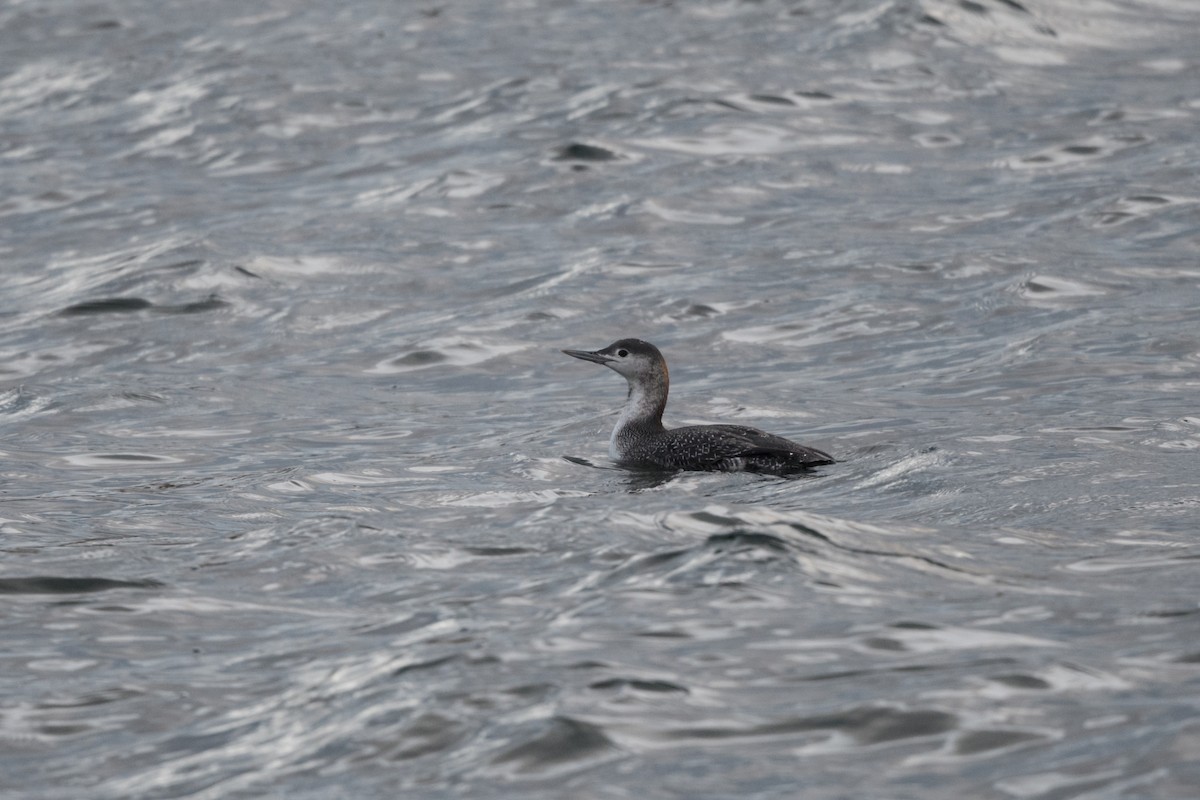 Red-throated Loon - ML282938111