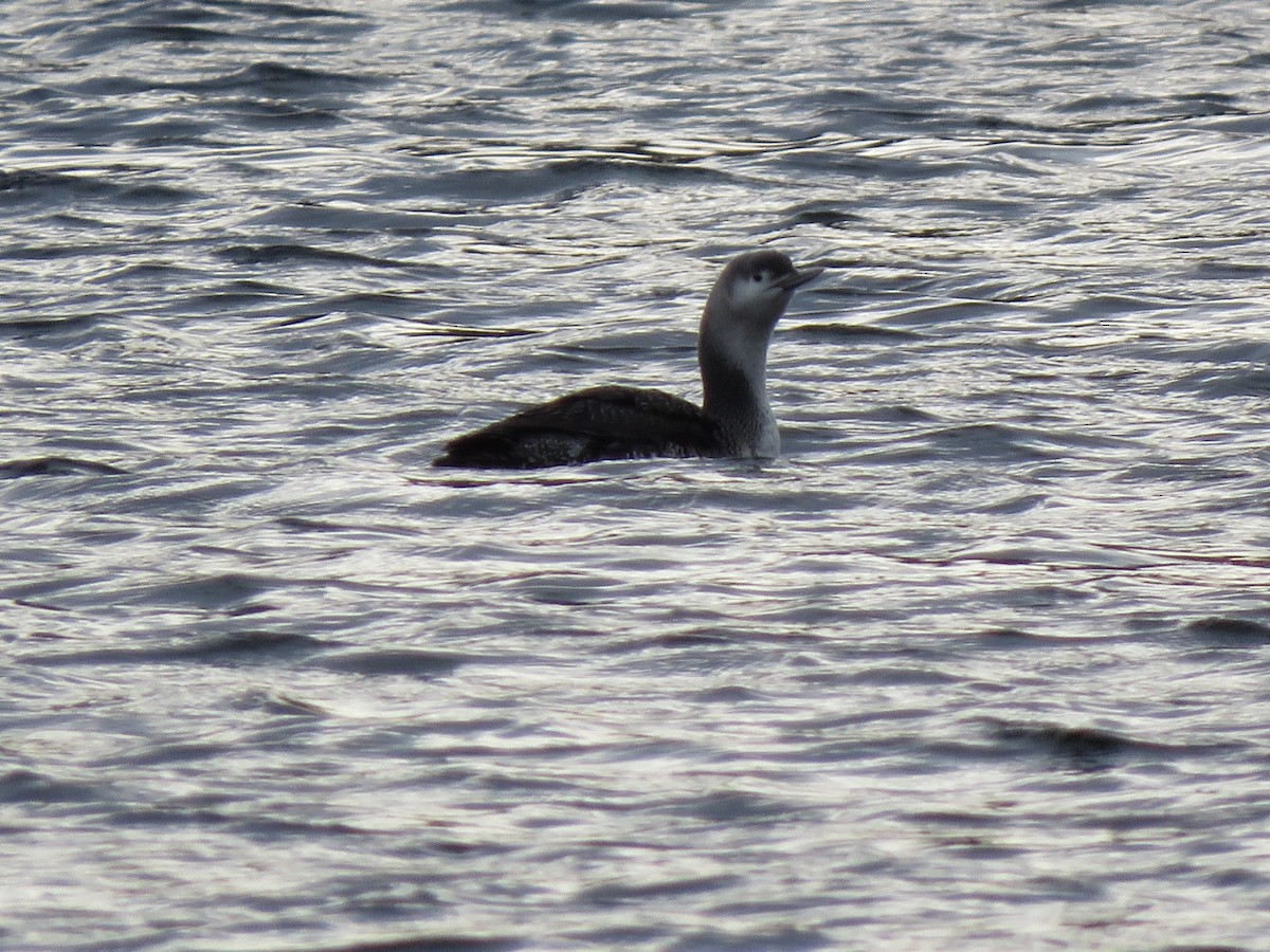 Red-throated Loon - ML282938141