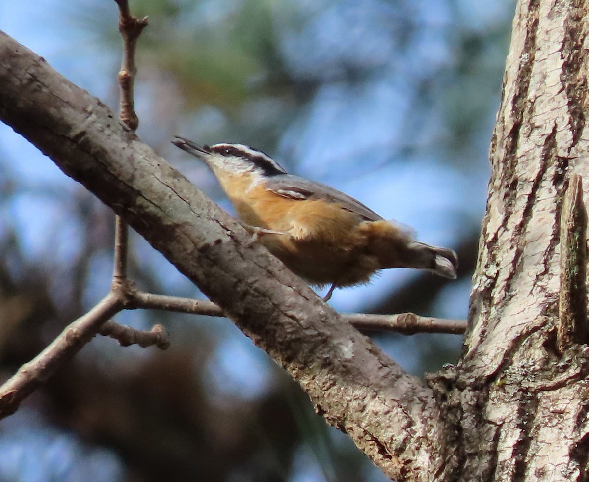 Red-breasted Nuthatch - ML282938881