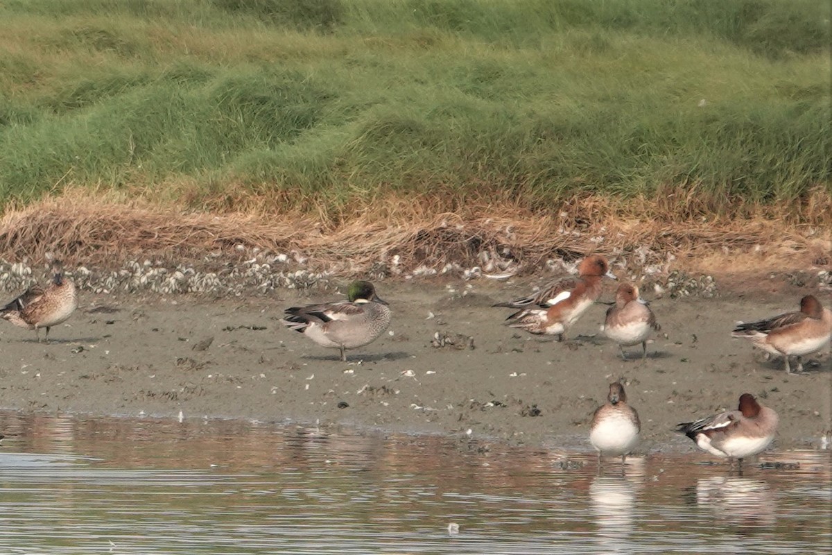 Falcated Duck - ML282939501