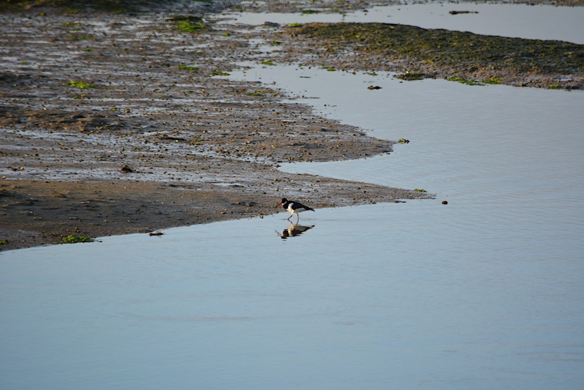 Eurasian Oystercatcher - ML282942561