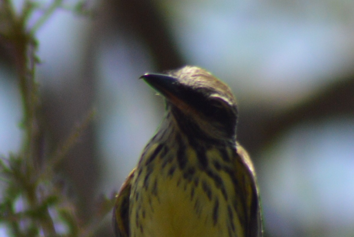 Sulphur-bellied Flycatcher - ML28294301