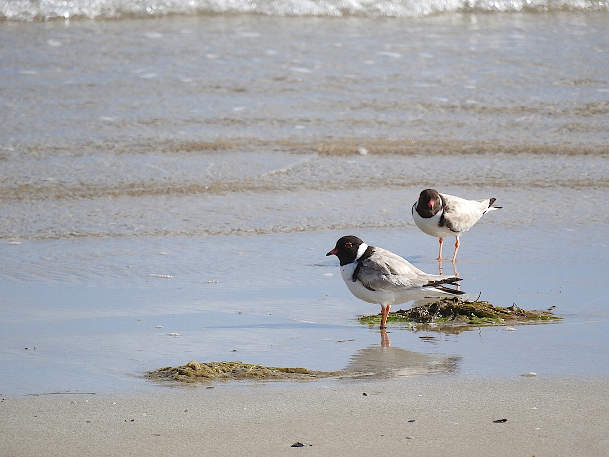 Hooded Plover - ML282943371