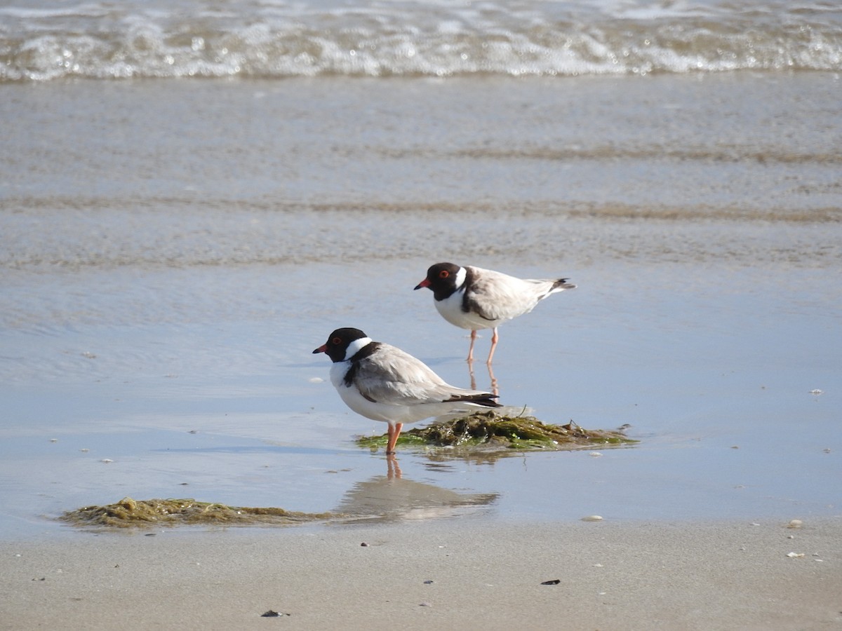 Hooded Plover - ML282943391