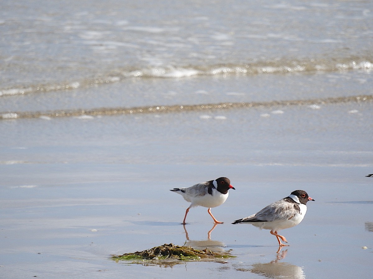 Hooded Plover - ML282943491