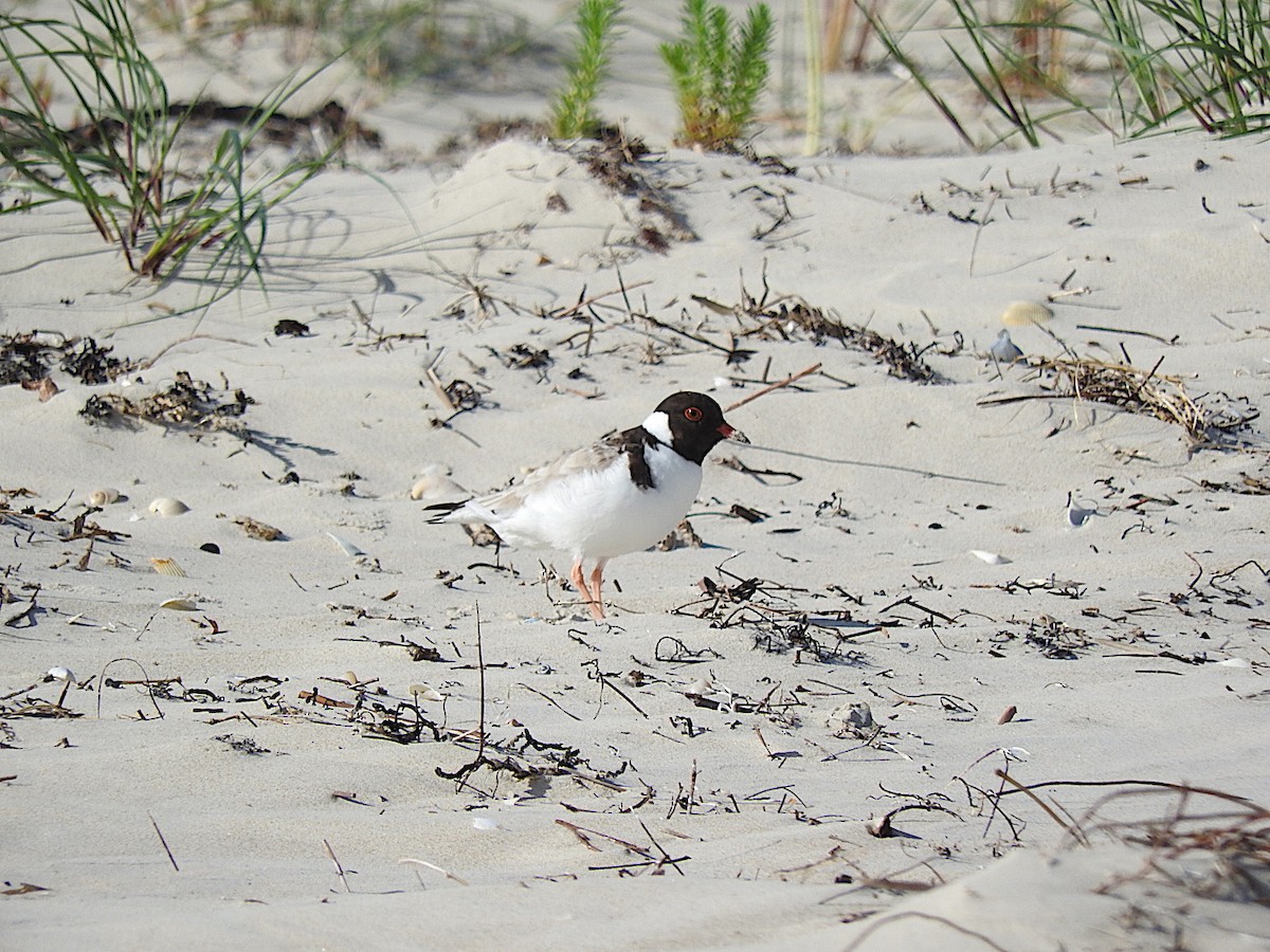 Hooded Plover - ML282943501