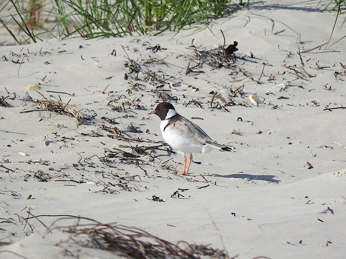 Hooded Plover - ML282943551