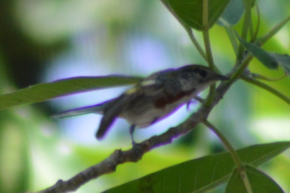 Chestnut-sided Warbler - Carlos Mancera (Tuxtla Birding Club)