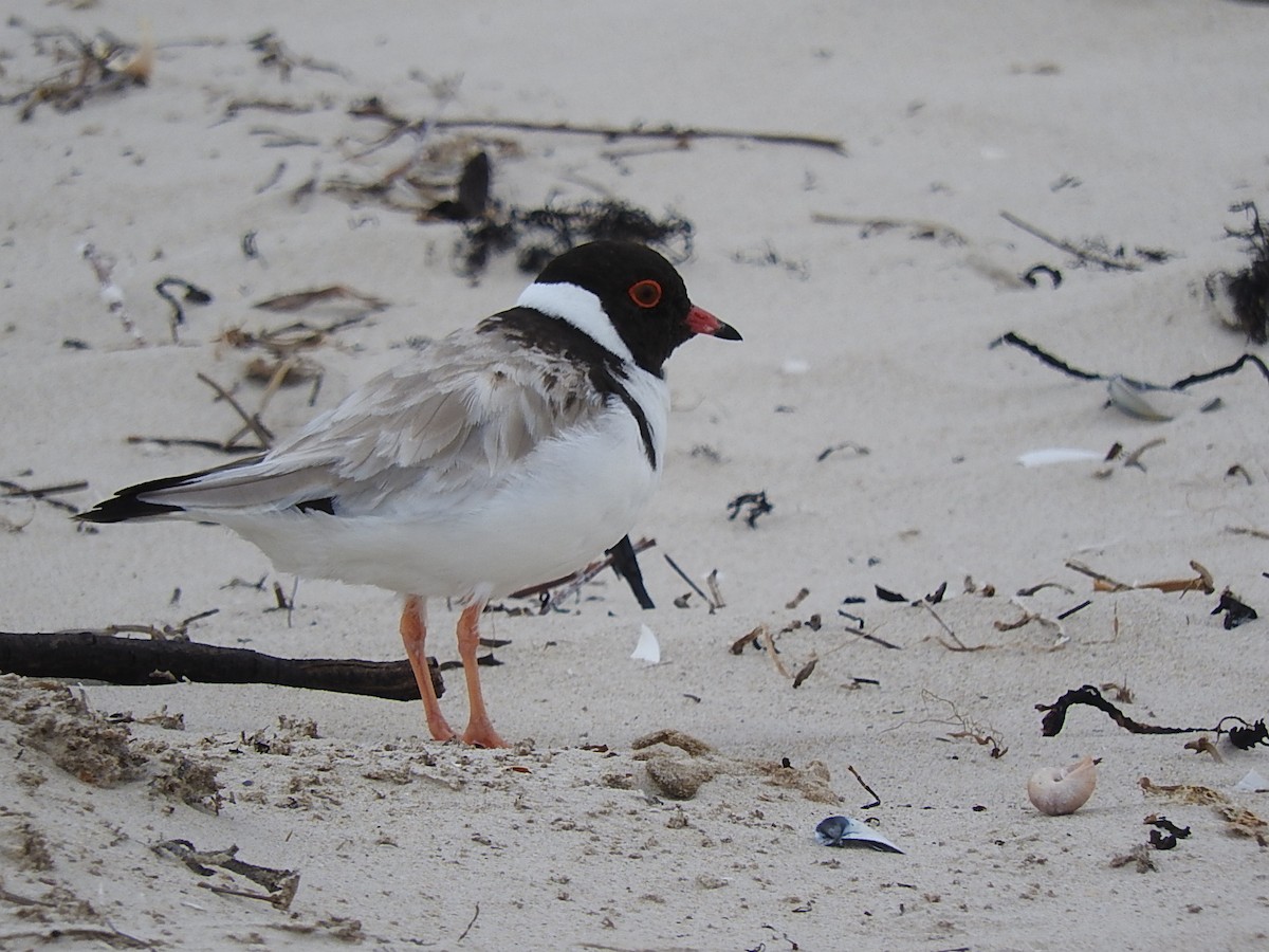 Hooded Plover - ML282944931