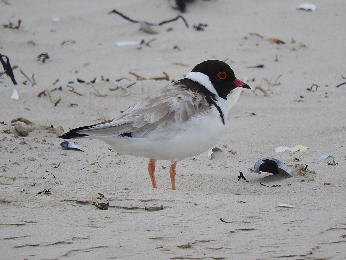 Hooded Plover - ML282944941