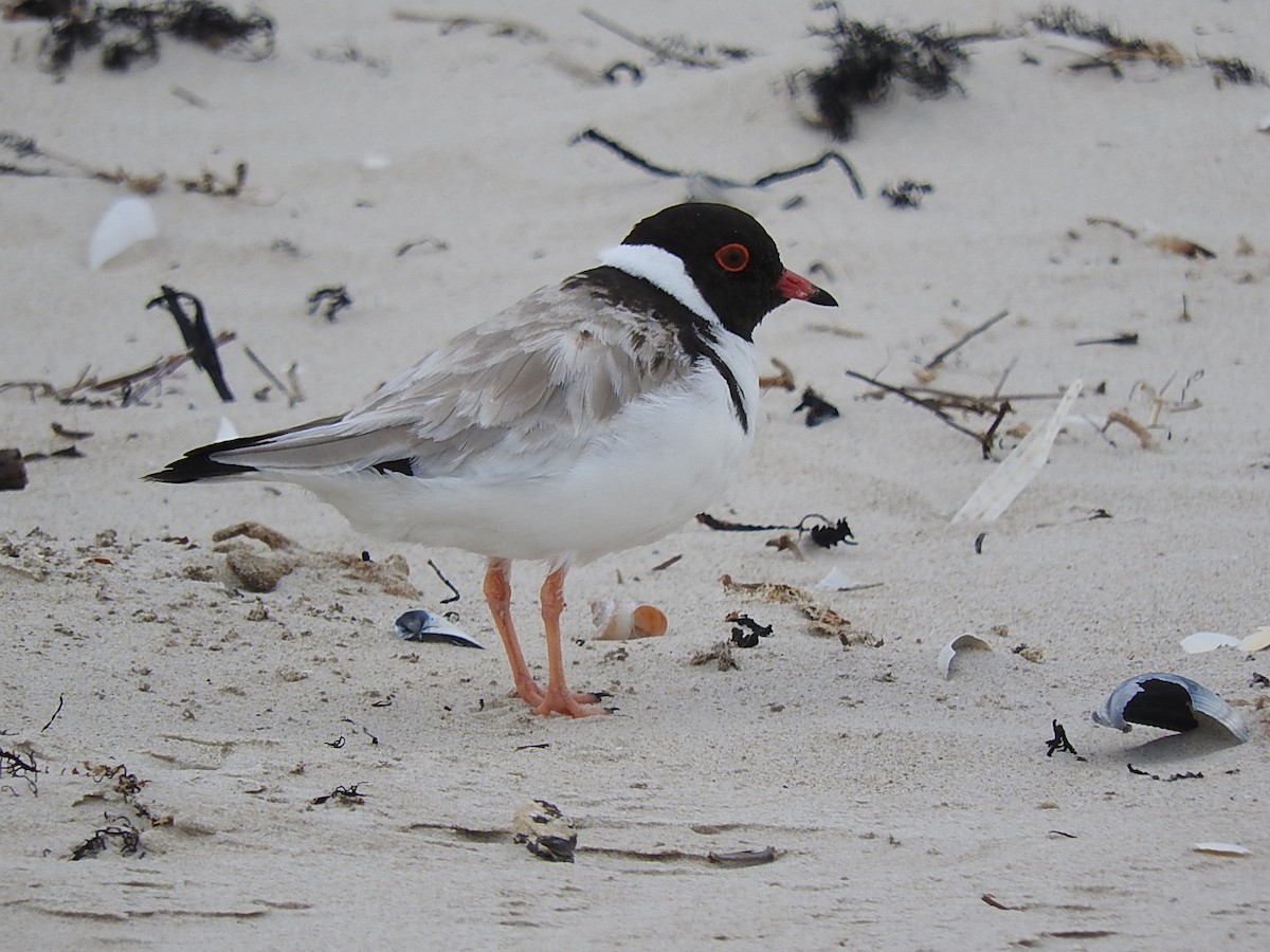 Hooded Plover - ML282944971